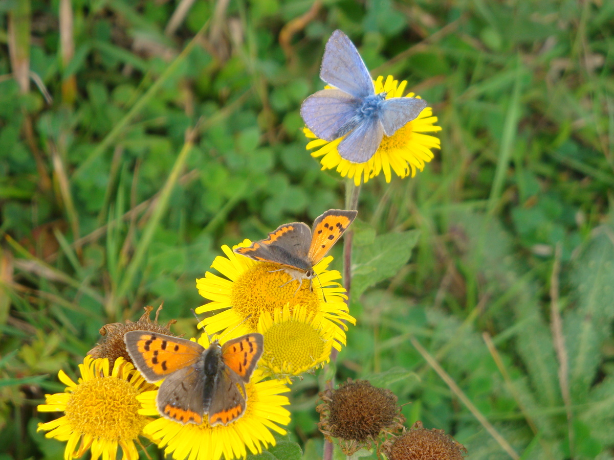 Small coppers and common blue